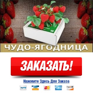 Чудо ягодница Сказочный Сбор купить в Вологде