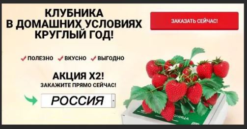 Где купить в Волгодонске ягодницу клубники